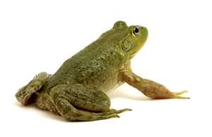 frog