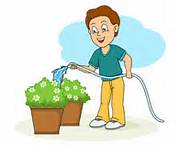 watering plants